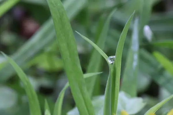 Goutte Rosée Entre Deux Brins Verts Herbe Dans Forêt Journée — Photo