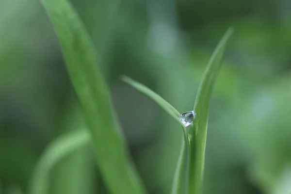 Orvalho Cai Entre Duas Lâminas Verdes Grama Floresta Dia Ensolarado — Fotografia de Stock