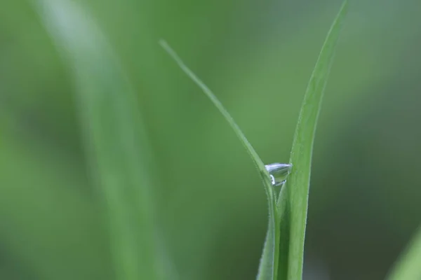 Dauw Druppel Tussen Twee Groene Grassprieten Het Bos Zonnige Dag — Stockfoto