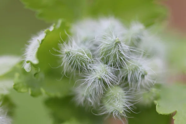 Λουλούδια Μπουμπούκια Από Ένα Φυτό Σέλινο Που Σύντομα Ανθίσει Την — Φωτογραφία Αρχείου