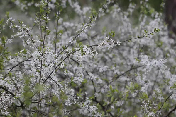 Muitas Flores Brancas Floresceram Primavera Galhos Árvores Primavera Floresta Dia — Fotografia de Stock