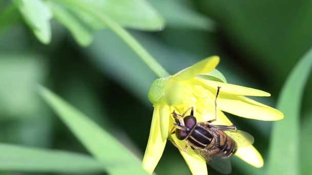 Бджола Сидить Жовтій Лісовій Квітці Миє — стокове відео