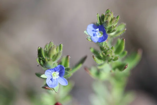 Kék Tavasz Mező Tavasszal Virágzó Erdei Virágok Erdőben — Stock Fotó