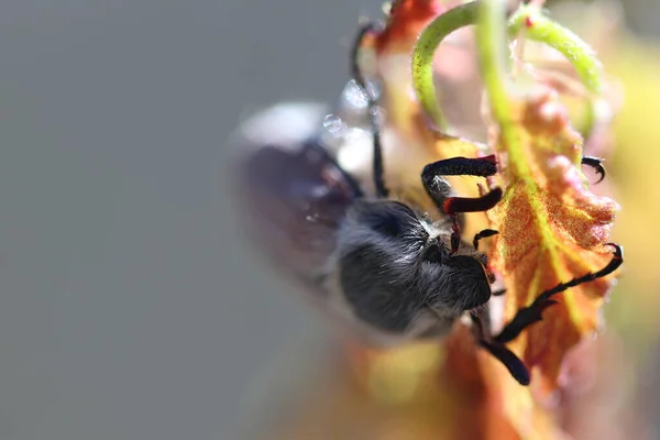 Meikever Zit Een Blad Knaagt Eraan — Stockfoto