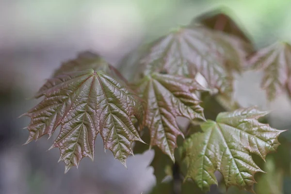 Hojas Arce Primavera Las Hojas Los Árboles Comienzan Crecer — Foto de Stock