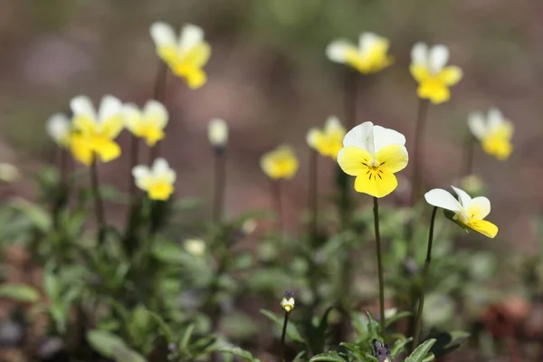 Primavera Floresta Campo Flores Amarelas Floresceu Primavera Dia Ensolarado — Fotografia de Stock