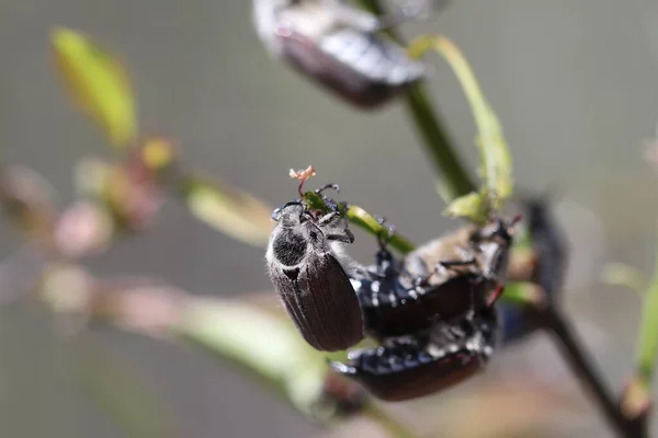 木の枝には多くの5月のカブトムシがあり 木の葉を食べる — ストック写真