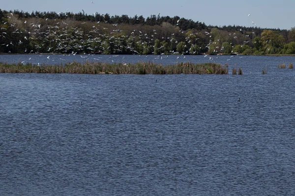 Waldseenlandschaft Eine Schar Möwen Kreist Über Dem See — Stockfoto