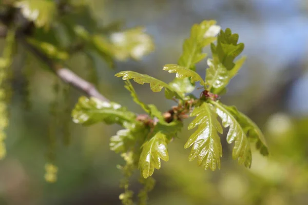 Hojas Roble Joven Roble Florece Primavera — Foto de Stock