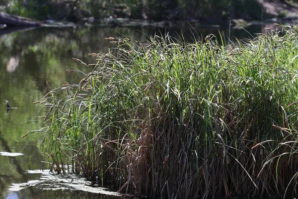 Der Sumpf Ist Mit Schilf Bewachsen Sumpf Wald Umgestürzte Bäume — Stockfoto