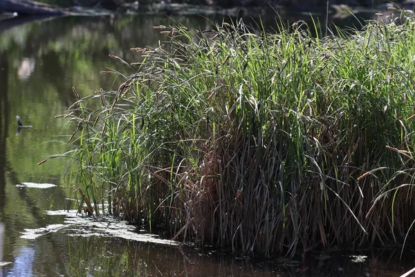 Der Sumpf Ist Mit Schilf Bewachsen Sumpf Wald Umgestürzte Bäume — Stockfoto