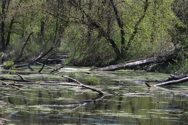 Sumpf Wald Umgestürzte Bäume — Stockfoto