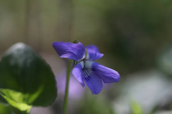 Champ Bleu Fleur Forêt Fleurissant Printemps Dans Forêt — Photo