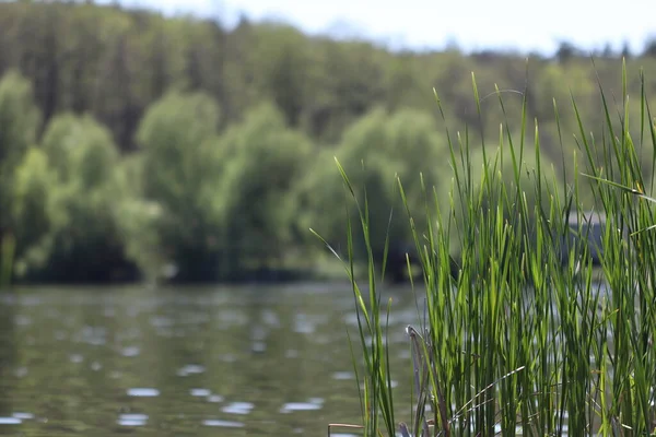 Waldseenlandschaft Das Seeufer Ist Mit Schilf Bewachsen — Stockfoto