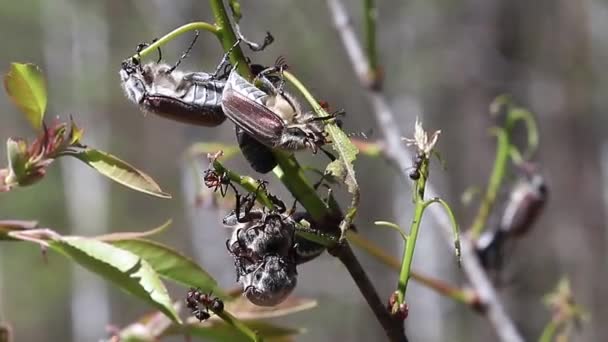 在树枝上有许多春天的甲虫爬上树枝 — 图库视频影像
