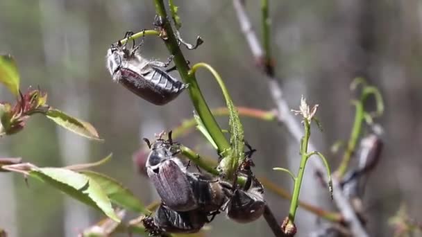 Tree Branches Many May Spring Beetles Climbing Tree Branches — Stock Video