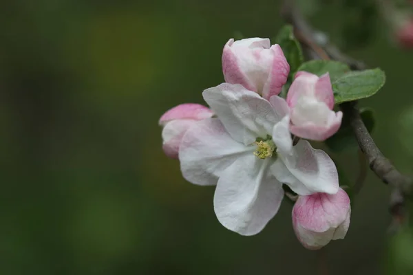 Primavera Las Flores Blanco Rosadas Los Manzanos Florecieron Jardín — Foto de Stock