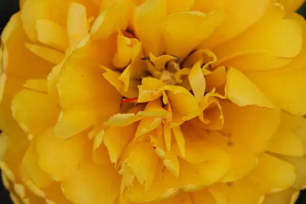 Uma Tulipa Amarela Exuberante Floresceu Primavera Close — Fotografia de Stock