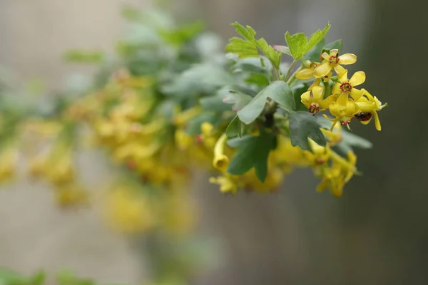Πολλά Κίτρινα Λουλούδια Άνθισαν Στο Θάμνο Την Άνοιξη — Φωτογραφία Αρχείου