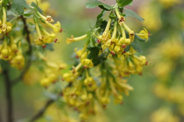 Багато Жовтих Квітів Розквітло Кущі Навесні — стокове фото