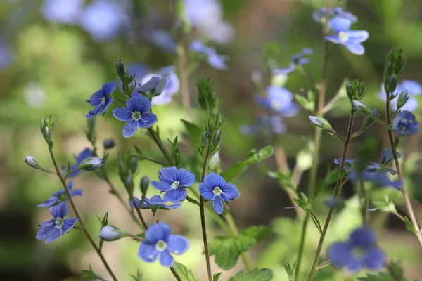 Blå Skog Våren Blommor Blommade Våren — Stockfoto