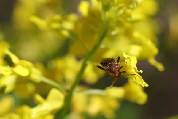 Ένα Σκαθάρι Ανάμεσα Στα Κίτρινα Άνθη Του Δάσους Σκαθάρι Τρώει — Φωτογραφία Αρχείου