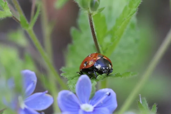 青い花の間の緑の葉の上のLadybug — ストック写真