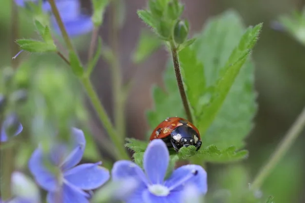 Mariquita Sobre Una Hoja Verde Entre Flores Azules — Foto de Stock