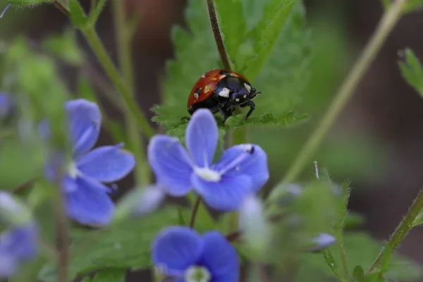 青い花の間の緑の葉の上のLadybug — ストック写真