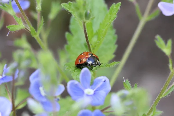 青い花の間の緑の葉の上のLadybug — ストック写真