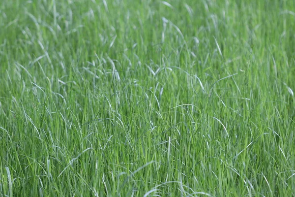 Зелений Газон Текстура Зеленої Трави — стокове фото