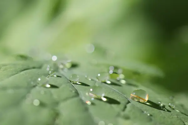 Gouttes Rosée Matinale Sur Une Feuille Verte Une Plante — Photo