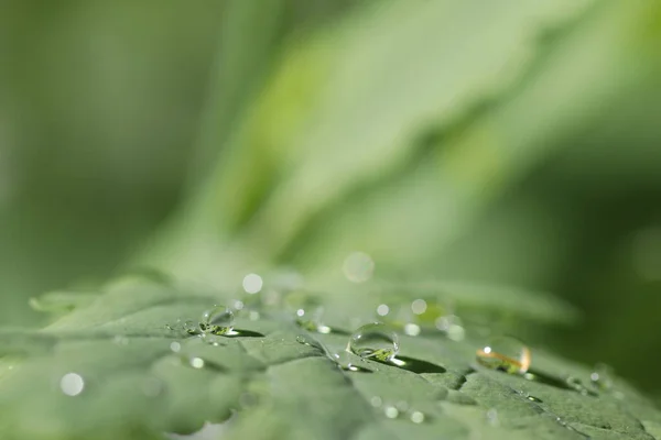 Reggeli Harmat Cseppek Egy Zöld Növényen — Stock Fotó
