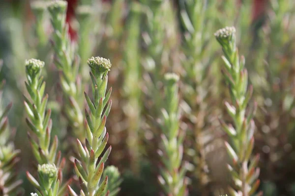 Una Planta Ornamental Que Crece Parterre — Foto de Stock