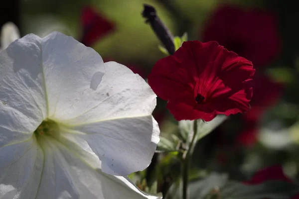 Güzel Kırmızı Beyaz Çiçekler Parktaki Bir Çiçek Tarhında Yetişir — Stok fotoğraf