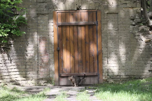 The cat went to the door of the old cellar.