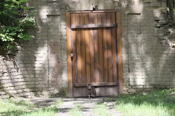 Gato Foi Até Porta Velha Adega — Fotografia de Stock