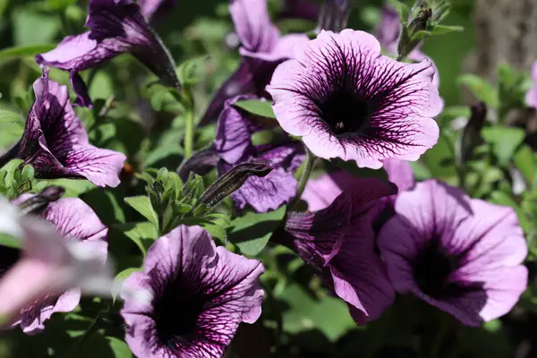 Belles Fleurs Violettes Poussent Sur Lit Fleurs Dans Parc — Photo