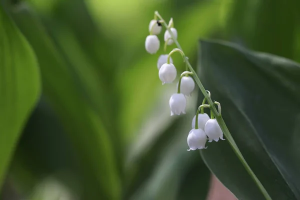 Fiori Primaverili Gigli Della Valle Fioriti Nel Bosco — Foto Stock