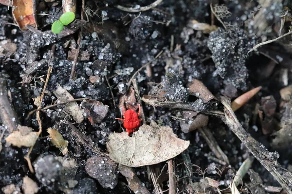 非常に小さく 高速で移動し 赤い色の昆虫 — ストック写真