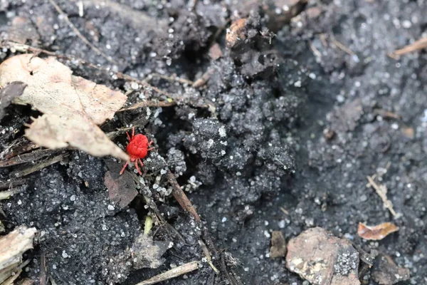 非常に小さく 高速で移動し 赤い色の昆虫 — ストック写真