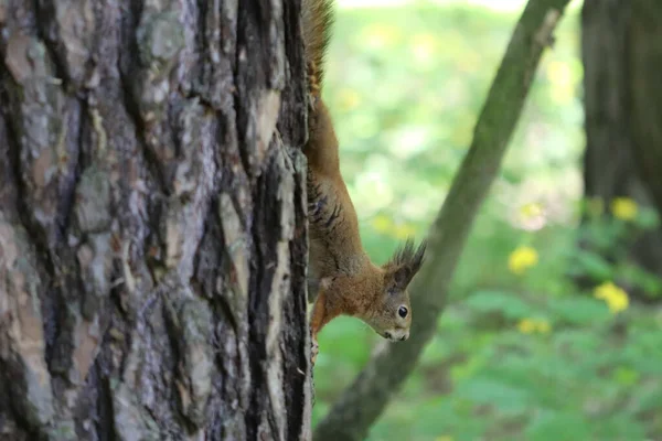 Una Hermosa Ardilla Esponjosa Vive Bosque Teme Gente — Foto de Stock