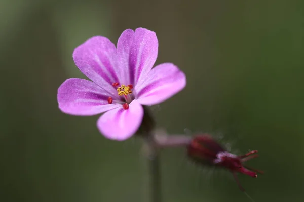 Gyönyörű Lila Tavasz Erdei Virág — Stock Fotó