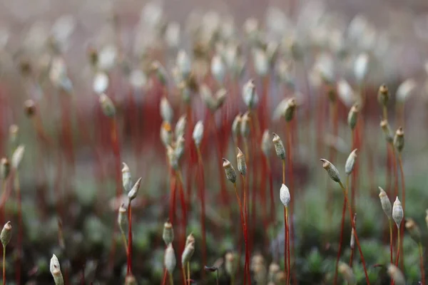 Semillas Maduras Musgo Rojo Creciendo Primavera Bosque —  Fotos de Stock