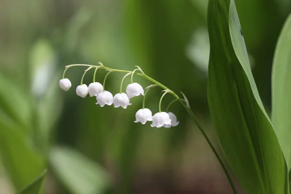 Fiori Primaverili Gigli Della Valle Fioriti Nel Bosco — Foto Stock