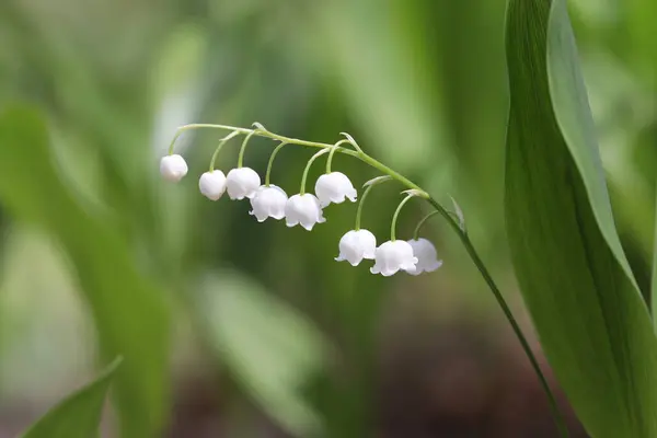 Fiori Primaverili Gigli Della Valle Fioriti Nel Bosco — Foto Stock