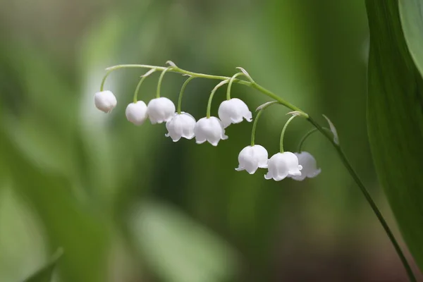 Fiori Primaverili Gigli Della Valle Fioriti Nel Bosco — Foto Stock