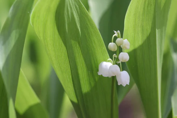 Fiori Primaverili Gigli Della Valle Fioriti Nel Bosco — Foto Stock