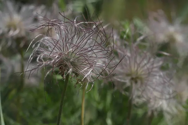 Die Flauschige Waldblume Blühte Frühling Wald — Stockfoto