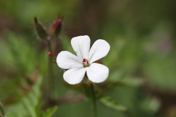 Fehér Tavasz Erdei Virág Virágzik Erdőben Tavasszal — Stock Fotó